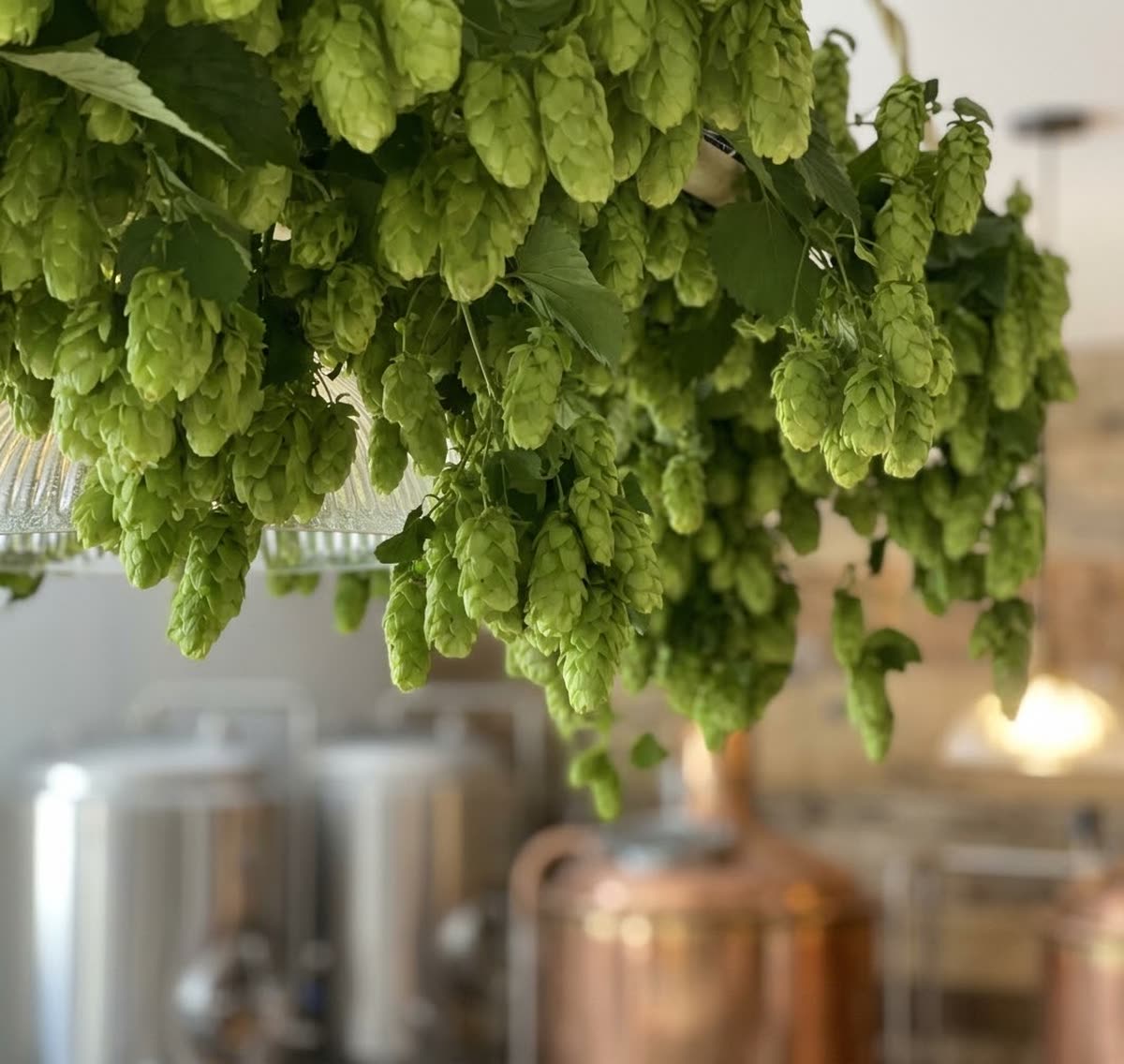 Fresh hop cones hanging in a brewery above copper and steel tanks