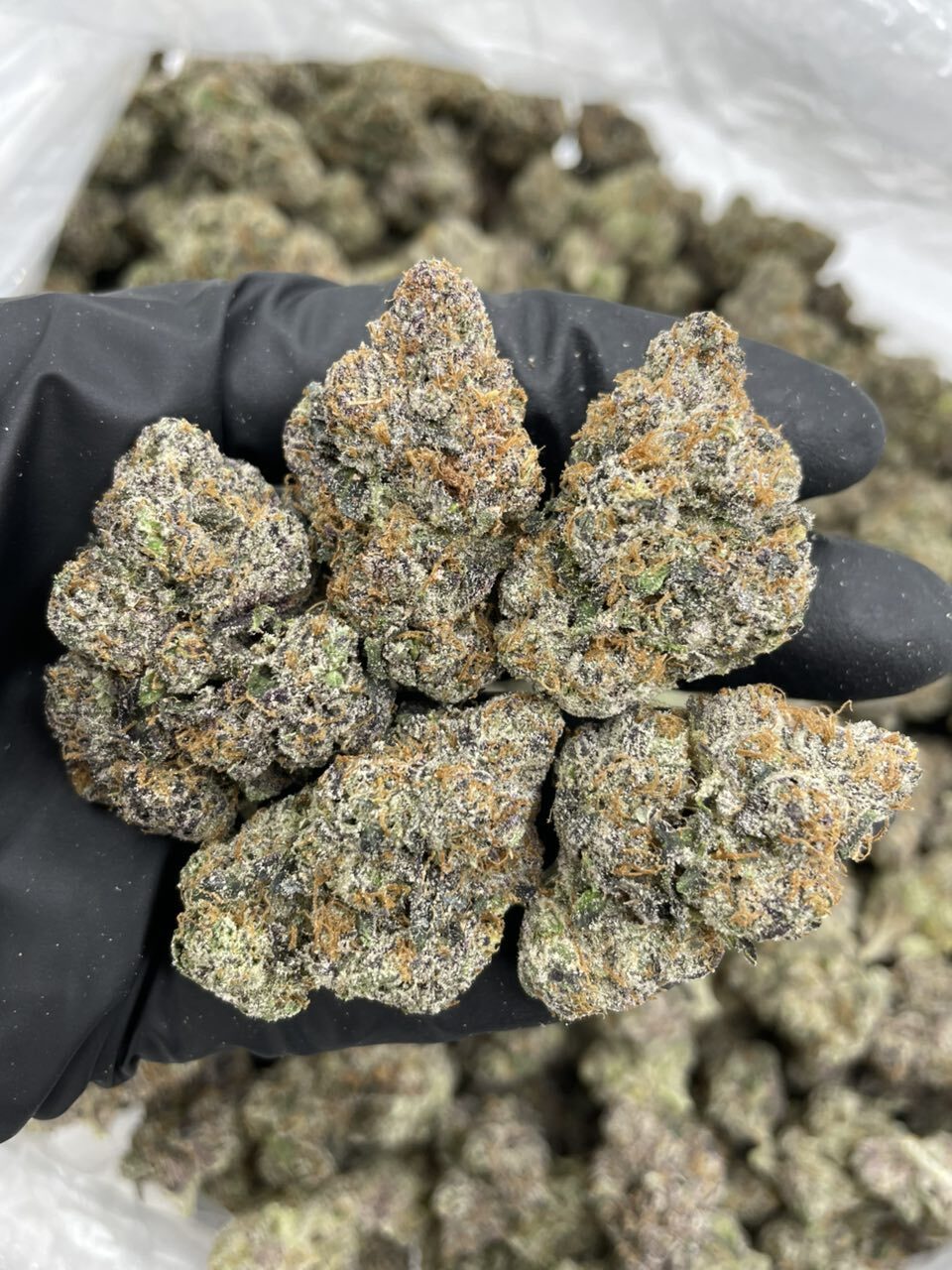 White Cherry Starburst indoors 🍬🍬🍬