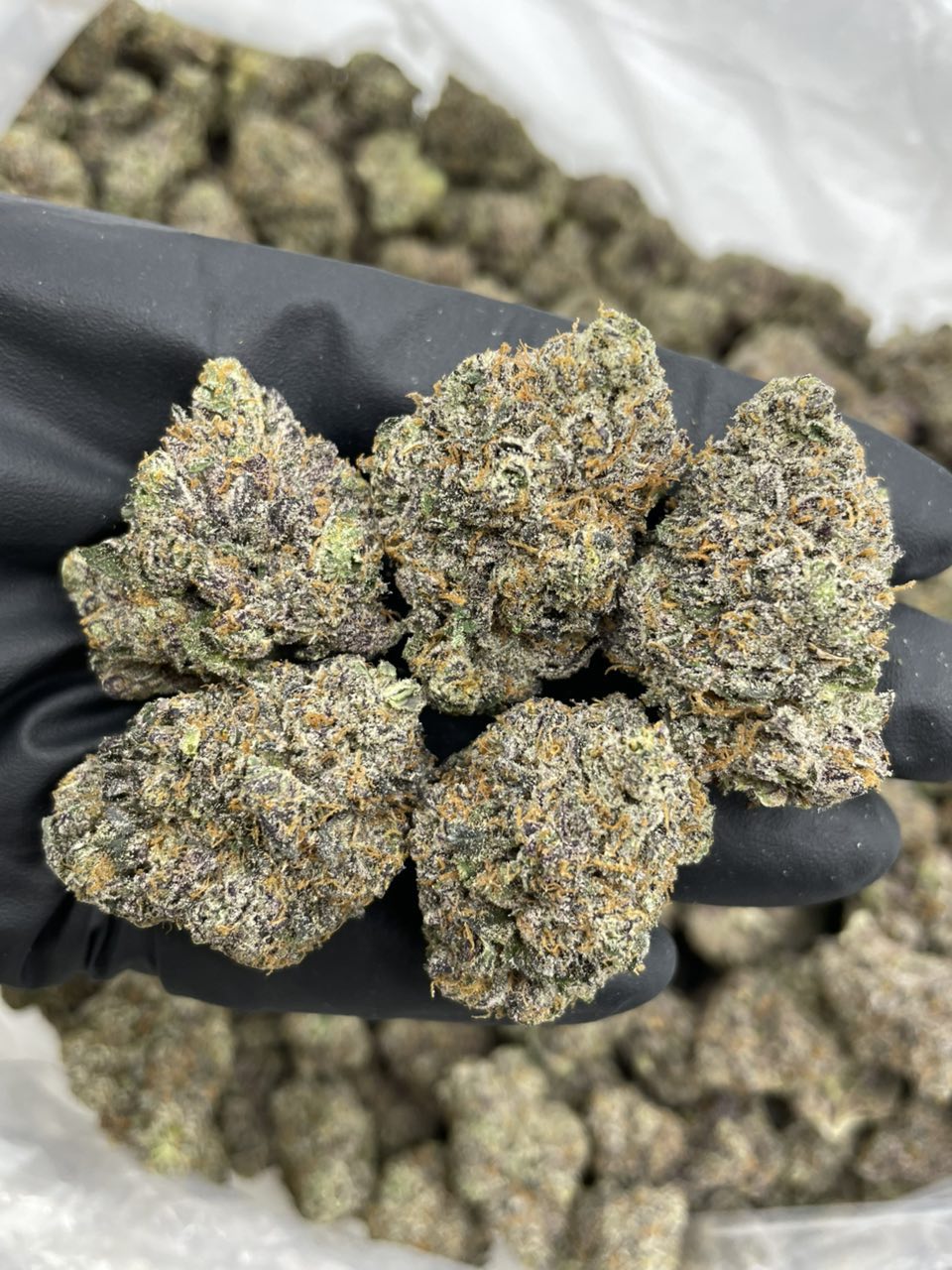 Rainbow Razzles indoors