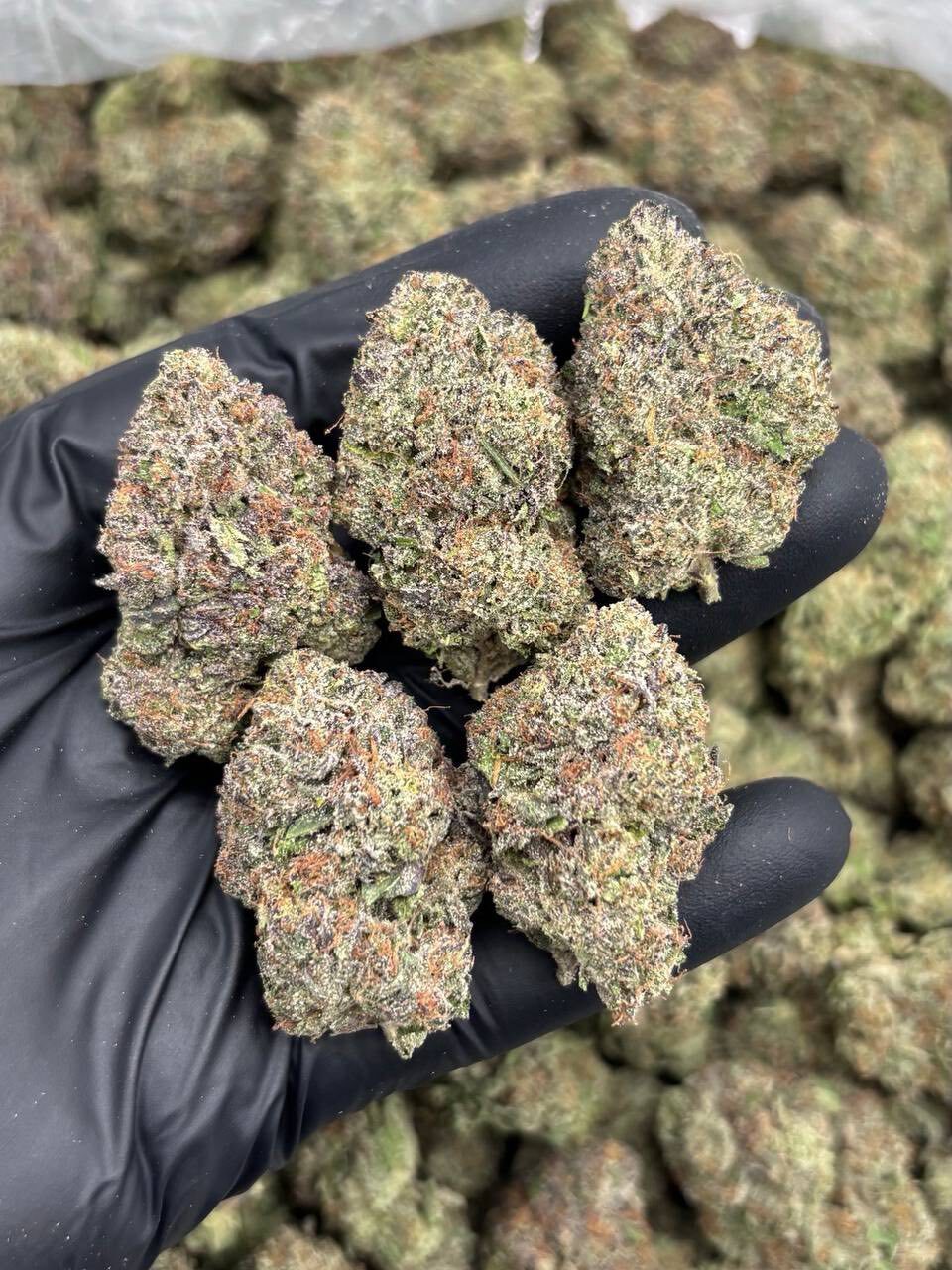 Pink Candy Lemons indoors