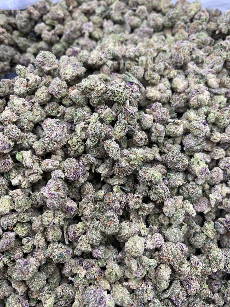 White cherry popper indoor smalls 🍒