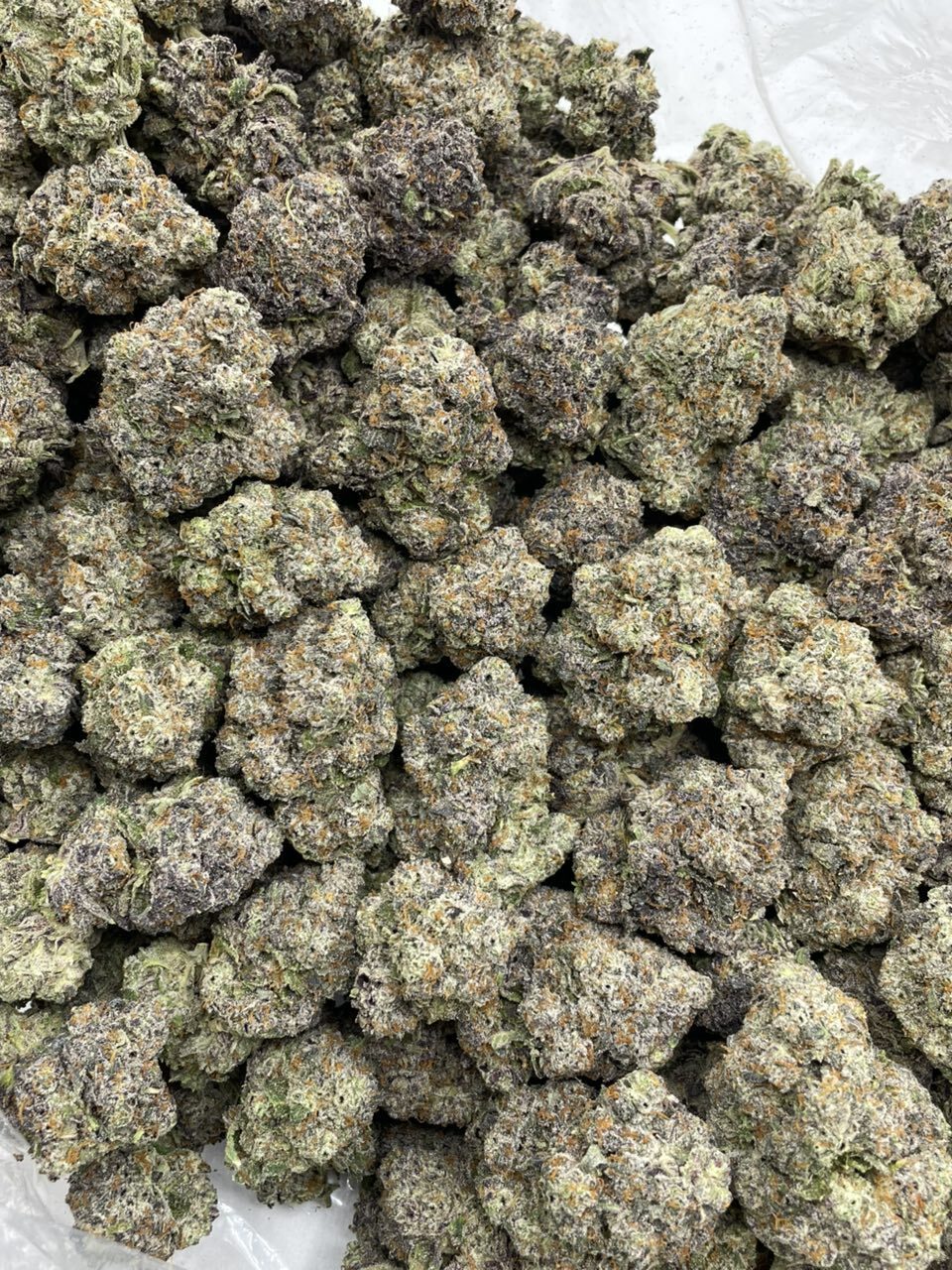 Gorilla Gruntz indoors photo 2
