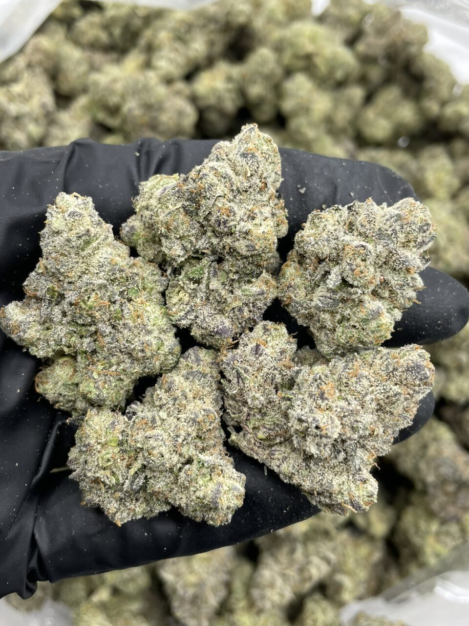 Mendo Zookies indoors