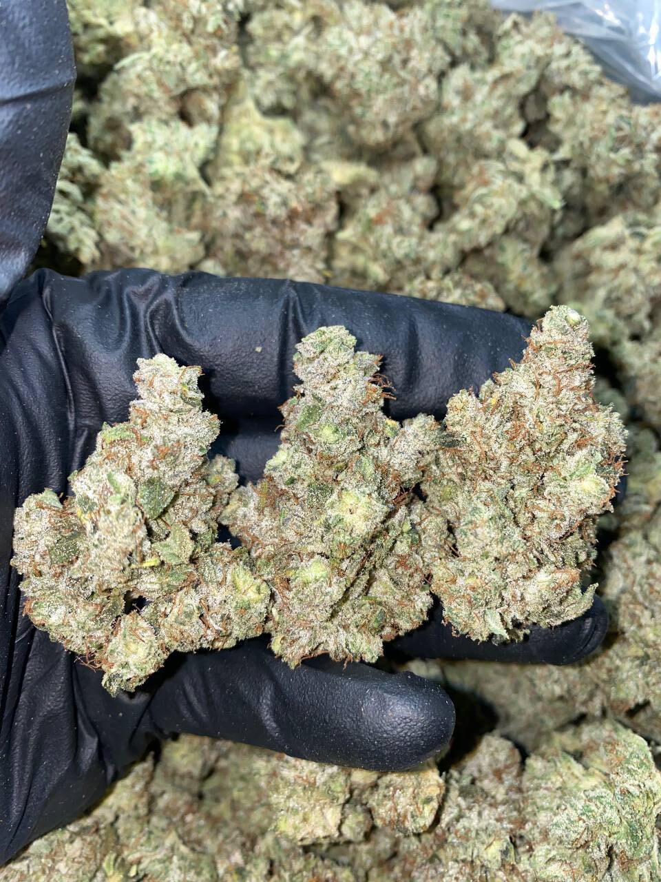 Gorilla glue indoors 🫈