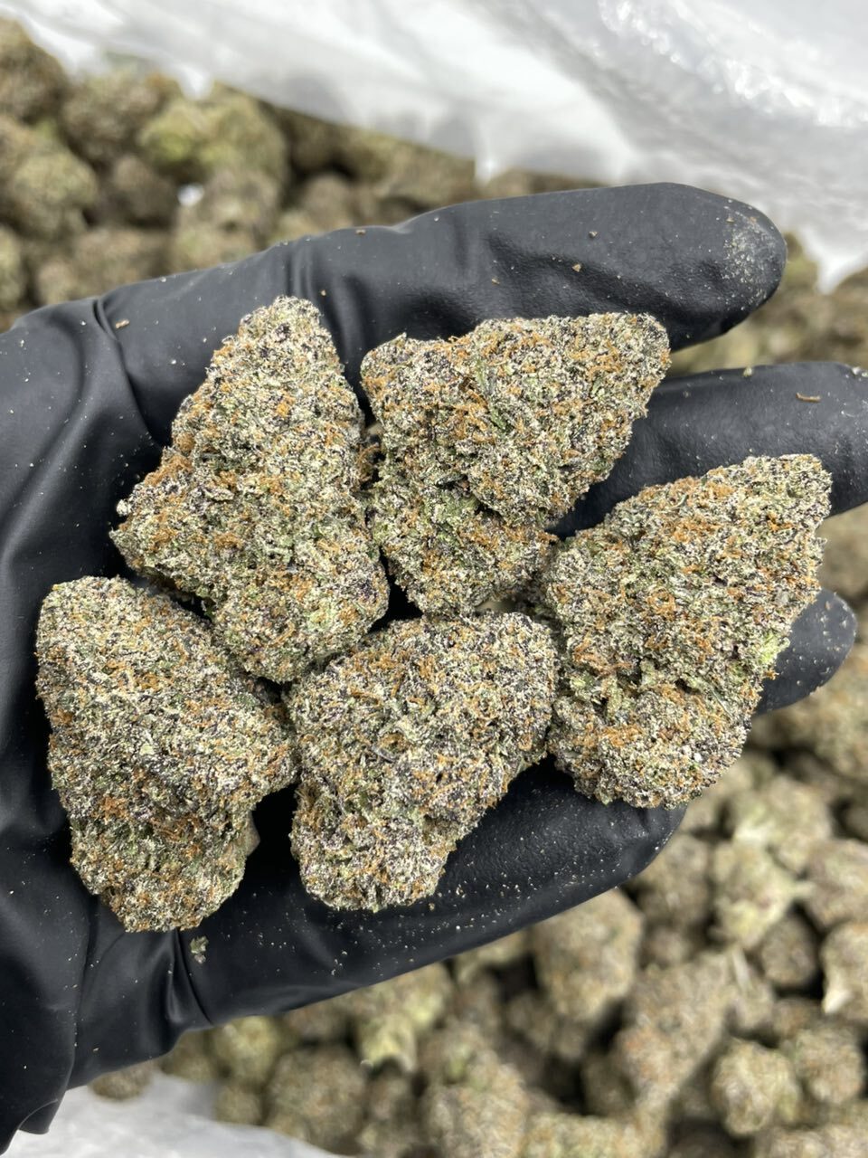 White Cherry Starburst indoors 🍬🍬🍬 photo 3