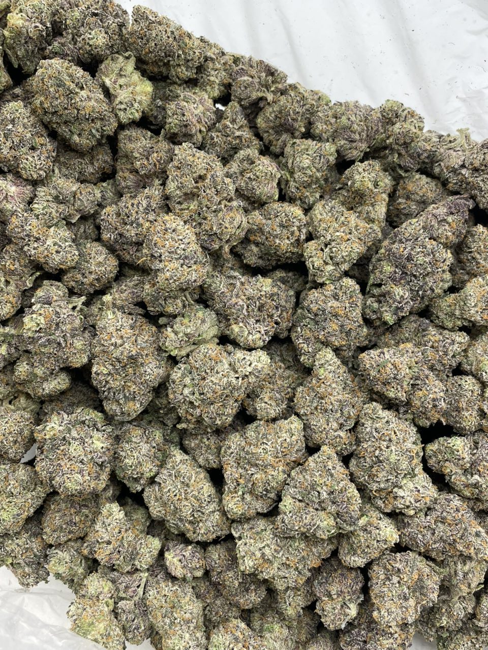 Rainbow Razzles indoors photo 2