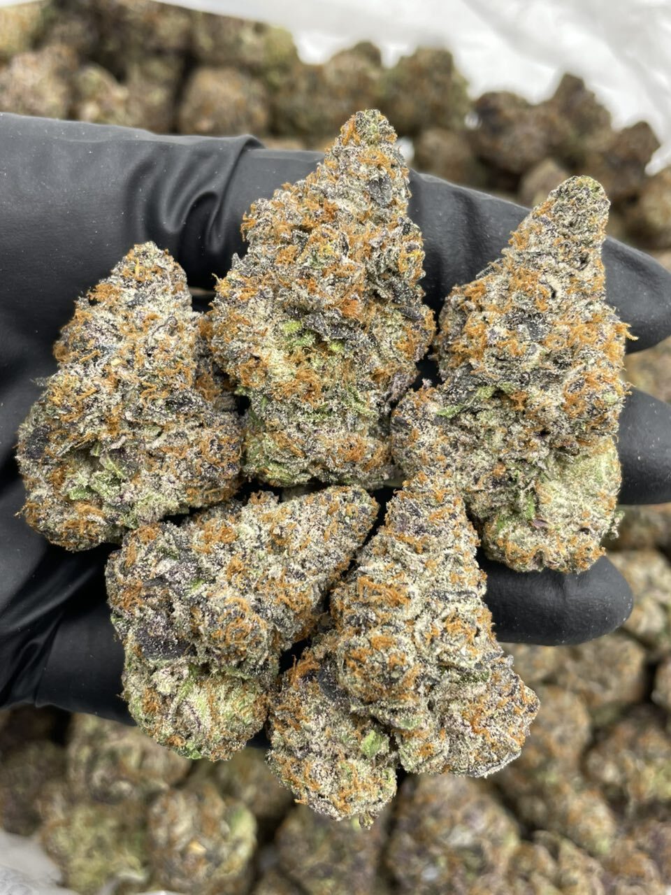 Sour Orange Pez indoors 🍊🍭