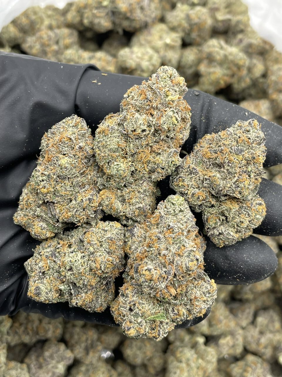 Jolly rancher indoor 🍬