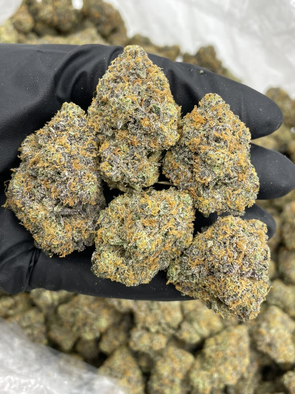 Rainbow Lucky Charms indoors 🌈🍀🎩