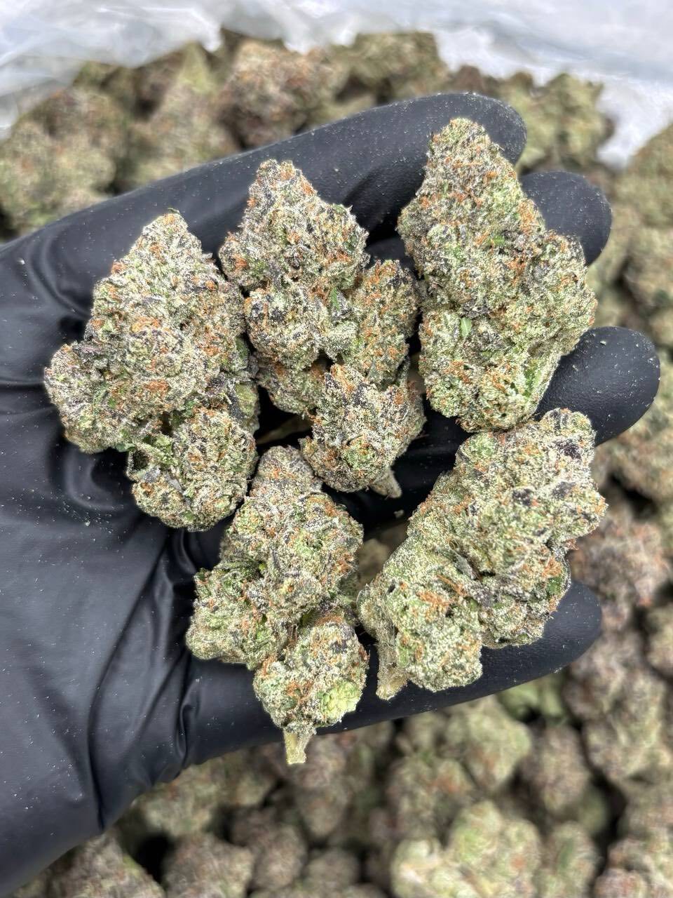 Black cherry popper indoor 🍒