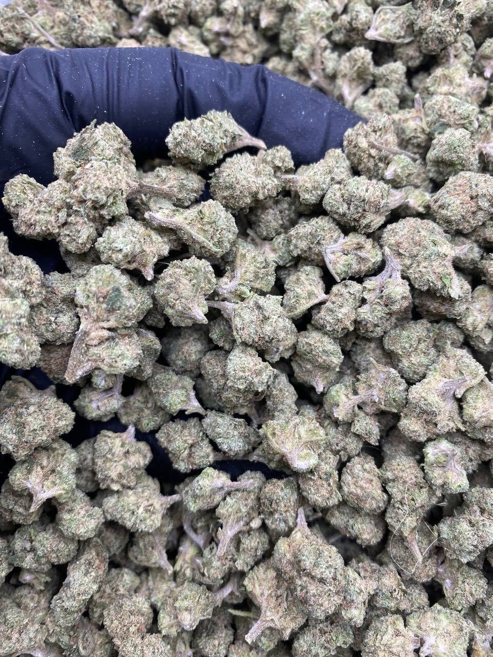 Pink runtz indoor smalls