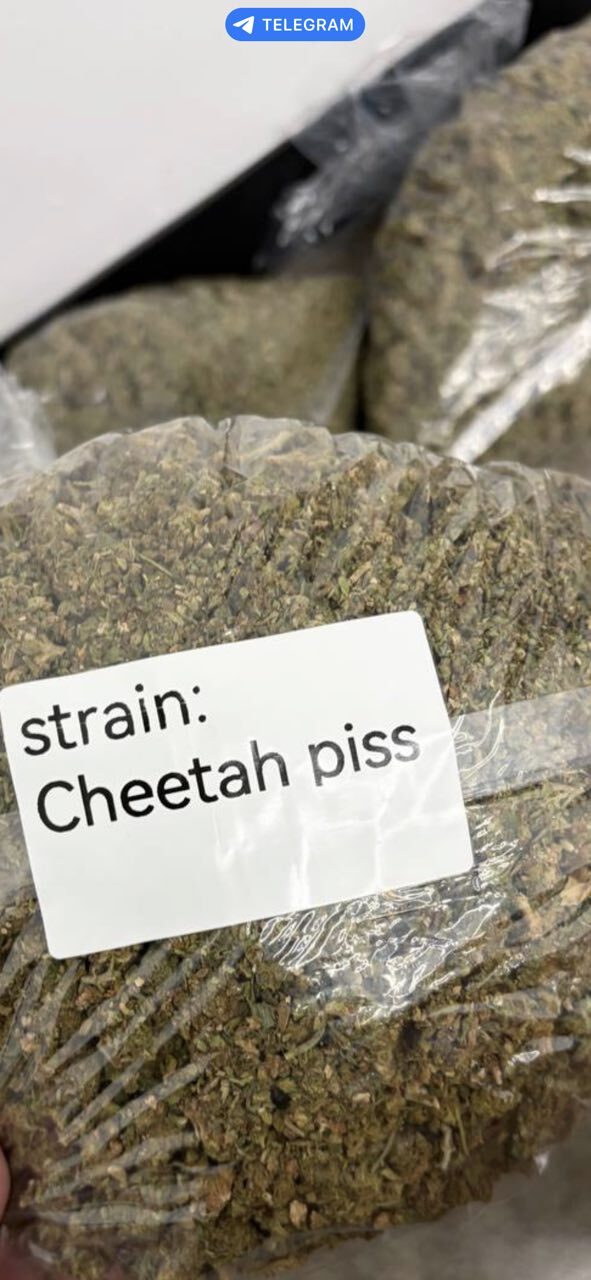Cheetah piss lows photo 2