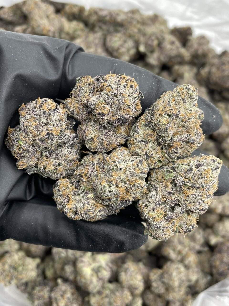 Zaza Berries indoors 🍭🔥