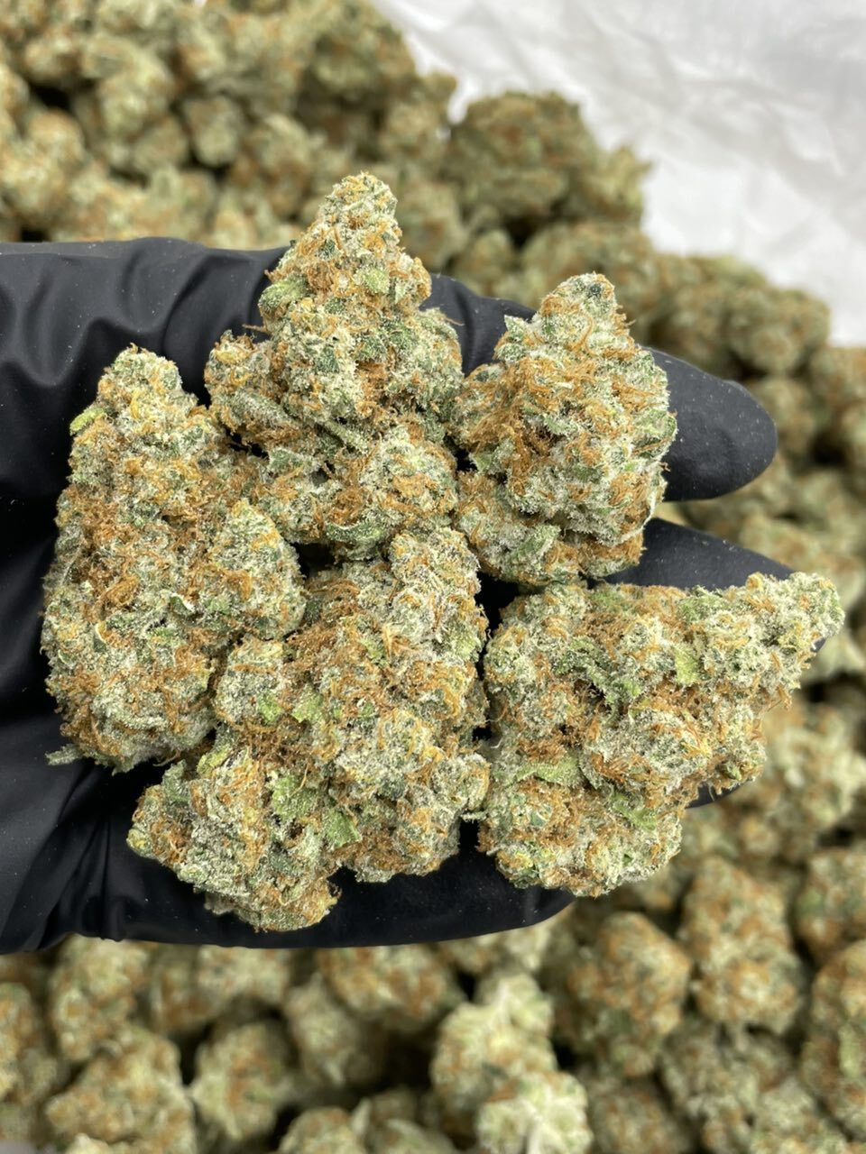 Sour Chem indoors