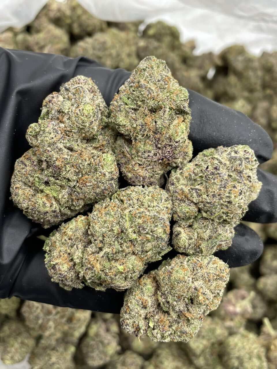 Grape Dosido mixed lights