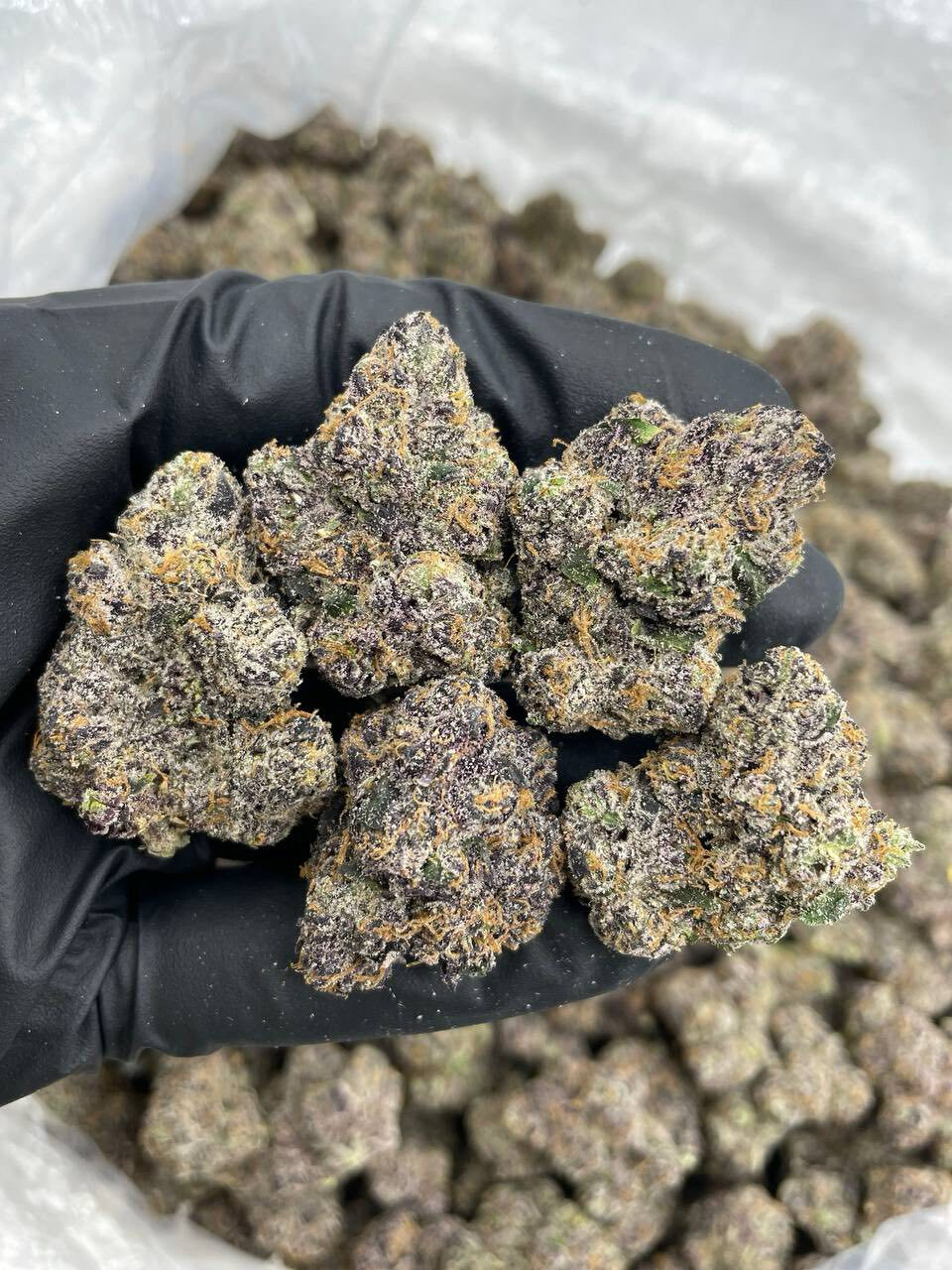 Peach runtz indoors 🔥 photo 4